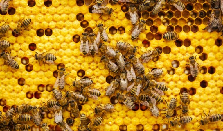 Abeilles qui fabriquent du miel