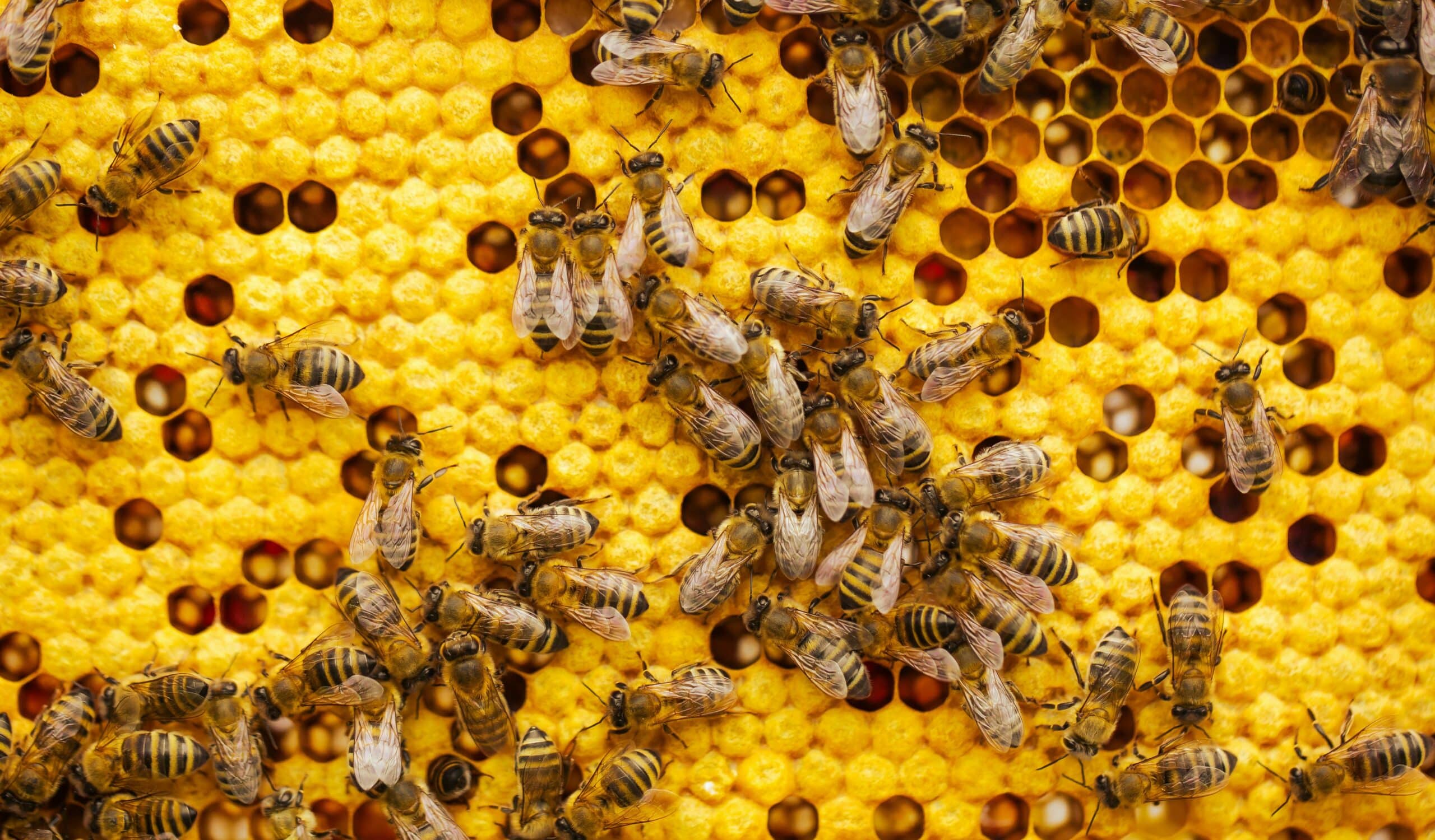 Abeilles qui fabriquent du miel