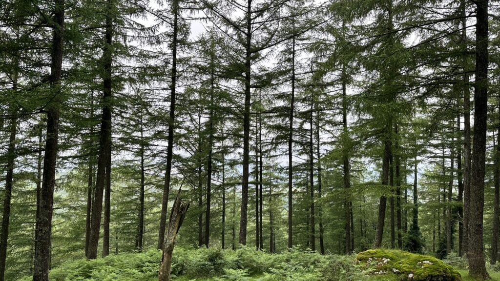 Forêt de pin