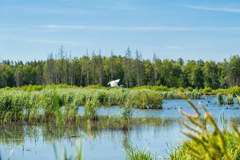 Et si la biodiversité devenait le révélateur caché de votre impact ? Un diagnostic stratégique pour replacer le vivant au cœur de vos décisions
