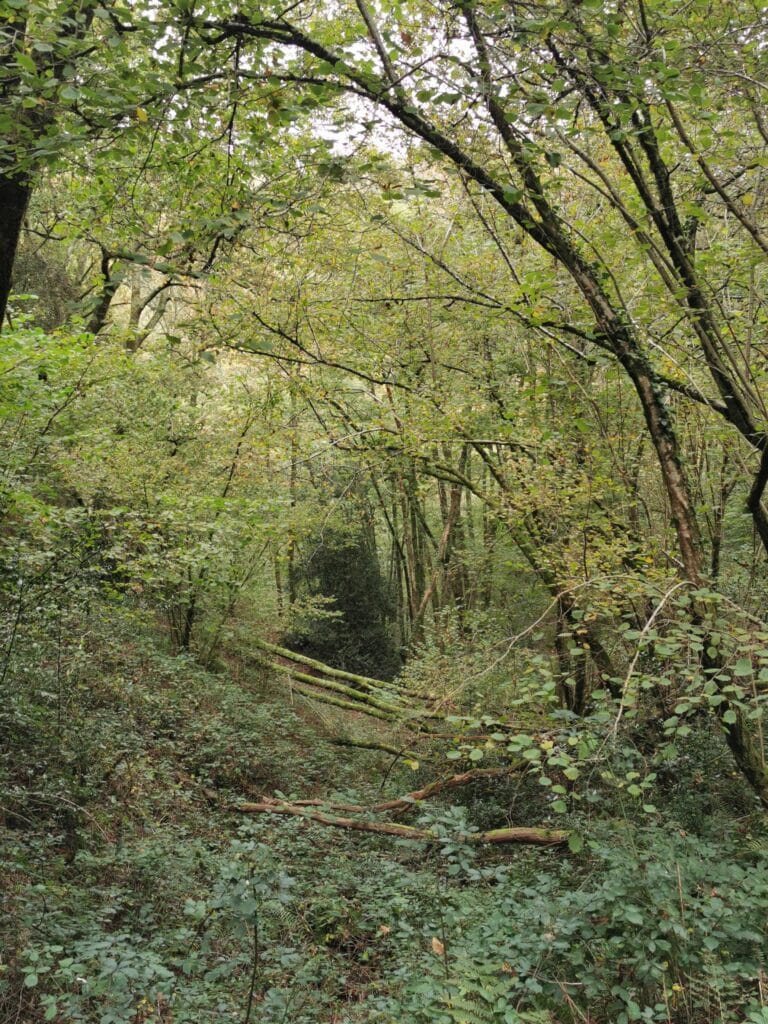 Biodiversité forêt pays basque